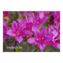 Azalea magenta DSC1724 Comunicados Personales