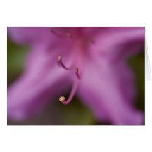 Azalea púrpura tarjeton