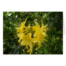 Azalea Tarjeton