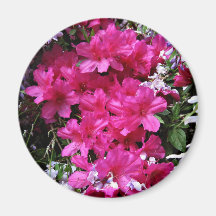 azalea y glicinias imán de frigorífico
