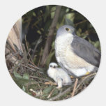 Azor africano etiqueta