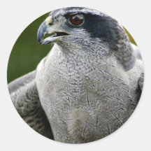 Azor septentrional etiqueta redonda