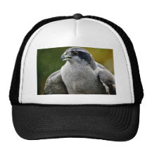 Azor septentrional gorros  