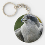 Azor septentrional llaveros