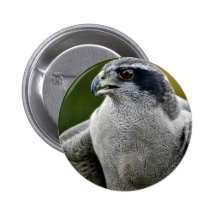 Azor septentrional pins
