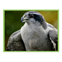 Azor septentrional postal