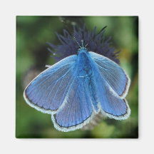 Azul común de la mariposa en el imán del cardo