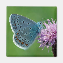 Azul común de la mariposa en el imán del cardo
