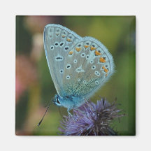 Azul común de la mariposa en el imán del cardo