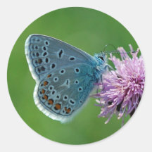 Azul común de la mariposa en los pegatinas del car