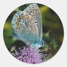 Azul común de la mariposa en los pegatinas del car