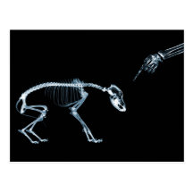Azul del perro de los esqueletos de la radiografía tarjeta postal