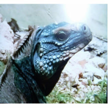 Azul-Iguana, el lagarto más raro de los mundos, co Escultura Fotografica