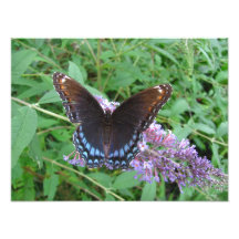 Azul y foto del ~ de la mariposa de Brown