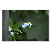 Azules de bebé cojinete