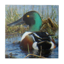 B0025 pato cuchara septentrional Drake Azulejos