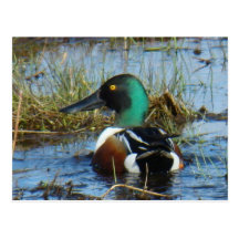 B0025 pato cuchara septentrional Drake Tarjeta Postal