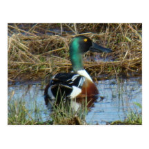 B0026 pato cuchara septentrional Drake Postales