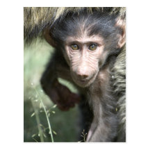 Baboon Baby Postkarte