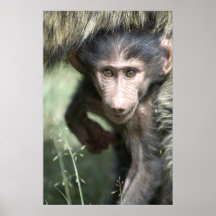 Baboon bebé poster