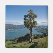Bahía de desatención de Dunedin Iman De Nevera