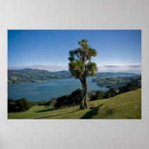Bahía de desatención de Dunedin Posters