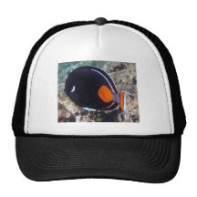 Bahía Hawaii de Hanauma - pescados de Aquiles Tang Gorra