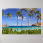 Bahía, Hawaii y árboles de Hanauma Posters