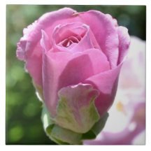 Baldosa cerámica del brote color de rosa romántico azulejo