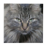 Baldosa cerámica guardada del gato del gatito del  teja cerámica