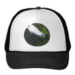Bali Myna Gorras