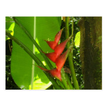 Balisier (flor) - Martinica, F.W.I. Postales