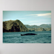 Ballena de aleta impresiones