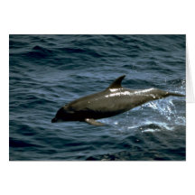 Ballena de Bottlenose Felicitacion