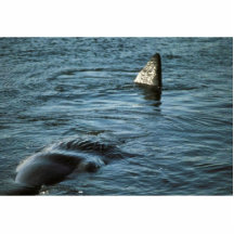 Ballena de esperma escultura fotográfica