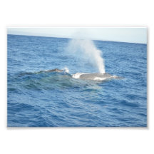 Ballena de la mamá y del bebé impresión fotográfica