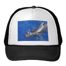 Ballena experimental en Hawaii Gorros Bordados