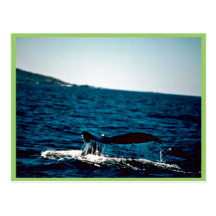 Ballena jorobada, México Postales