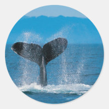 Ballena jorobada pegatina redonda