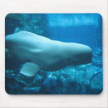 Ballena juguetona linda de la beluga en acuario en tapetes de ratón