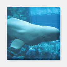 Ballena juguetona linda de la beluga en acuario en iman de nevera
