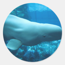 Ballena juguetona linda de la beluga en acuario en etiquetas  