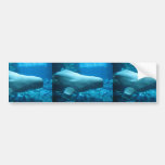 Ballena juguetona linda de la beluga en acuario en etiqueta de parachoque