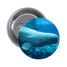 Ballena juguetona linda de la beluga en acuario en pin