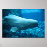 Ballena juguetona linda de la beluga en acuario en poster