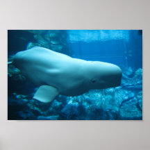 Ballena juguetona linda de la beluga en acuario en poster