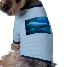 Ballena juguetona linda de la beluga en acuario en ropa de perro
