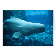 Ballena juguetona linda de la beluga en acuario en felicitacion 