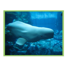 Ballena juguetona linda de la beluga en acuario en tarjetas postales
