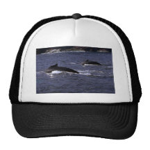 Ballena-pares del Humpback Gorra
